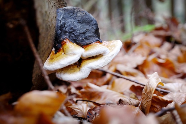 Nicht essbarer Pilz in einem Wald