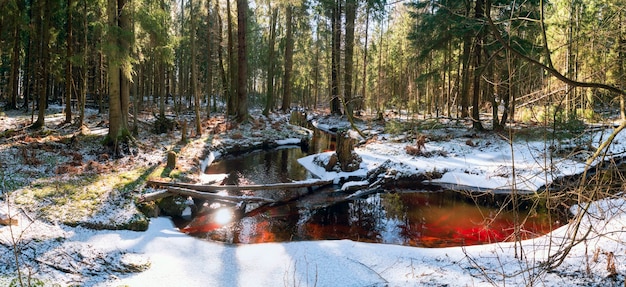 Nicht gefrorener Bach im Wald im zeitigen Frühjahr. Wsewolozhsk. Leningrader Region. Panorama.