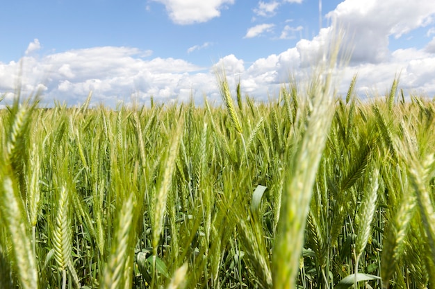 Nicht reif mit einem großen Ertrag Roggenfeld, Nahaufnahme bei Sommerwetter