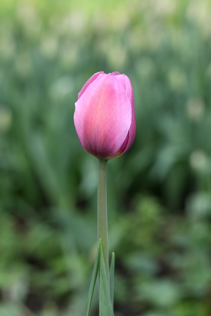 Único botão de tulipa roxa em flor no fundo de grama verde desfocada