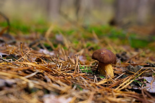 Único fungo marrom sozinho crescendo na floresta entre agulhas de pinheiro secas. Cogumelo bolete comestível na paisagem de outono na natureza.