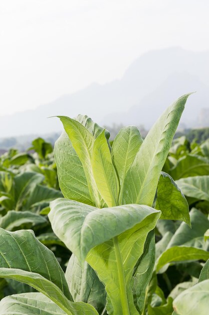 Nicotiana tabacum aus der Nähe