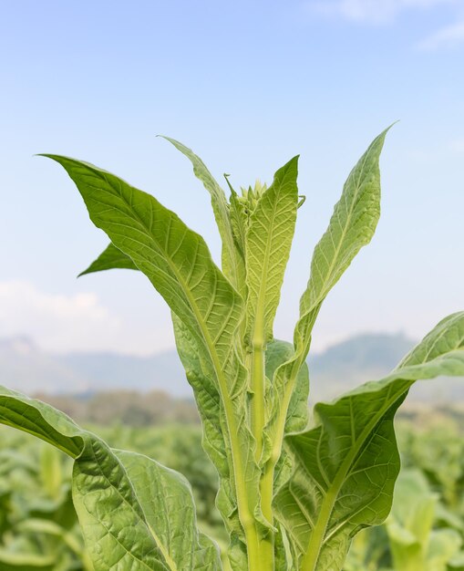 Nicotiana tabacum aus der Nähe