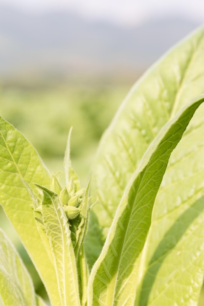 Foto nicotiana tabacum, planta herbácea