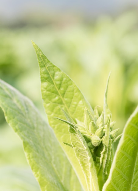 Nicotiana tabacum, planta herbácea