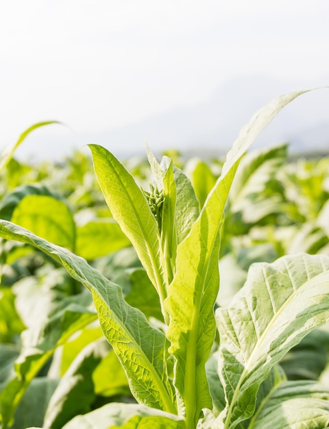 Foto nicotiana tabacum, planta herbácea