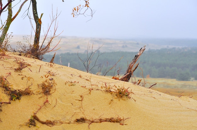 Nida, dunas de areia