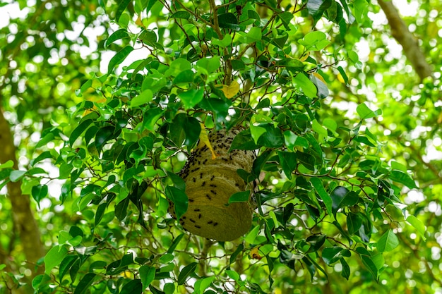 Nido de abejas en medio de hojas.