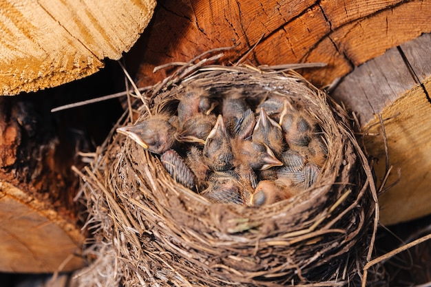Nido de aftas. Nido de pájaro en la leñera. Mirlo de polluelos recién nacidos. Los polluelos duermen en un nido de paja.