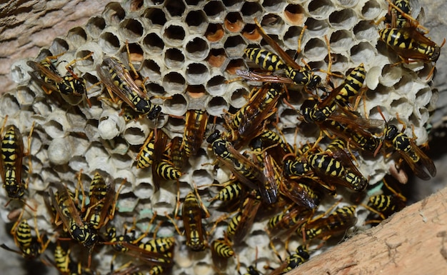 Nido de avispas con avispas sentadas sobre él Wasps polist El nido de una familia de avispas que se toma en primer plano