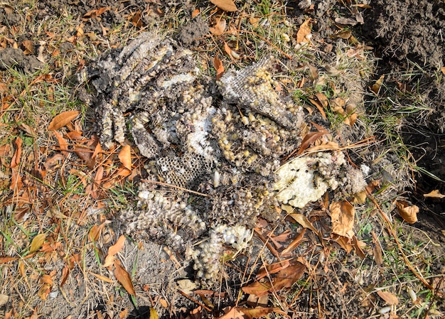Nido de avispas destruido Dibujado en la superficie de un nido de avispas en forma de panal Larvas y pupas de avispas Vespula vulgaris