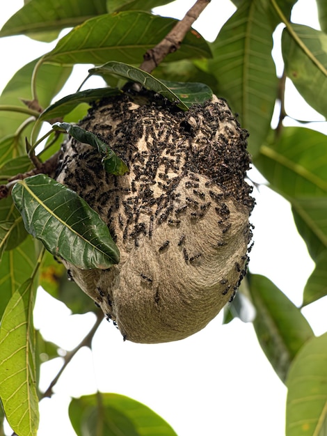 Nido de avispas melíferas de cintura larga