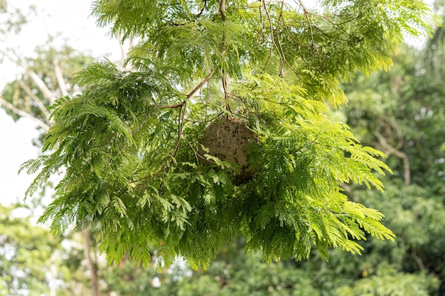 Nido de avispas de miel