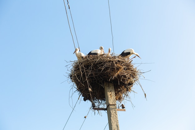 Un nido con cigüeñas en un poste de una línea eléctrica en una aldea.