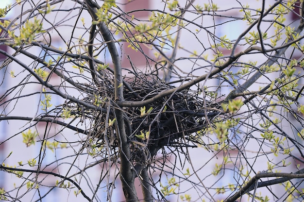 Nido de cuervo en un árbol, un árbol de primavera con un nido