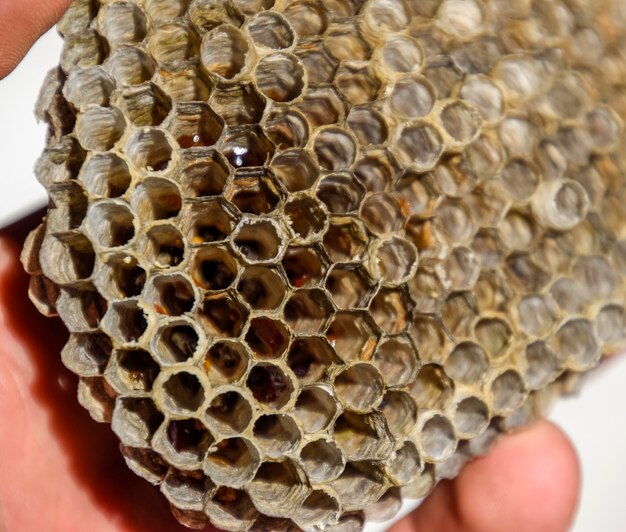 El nido es polist de álamo El nido de álamo al final de la temporada de reproducción Reservas de miel en panales Miel de álamo Vespa