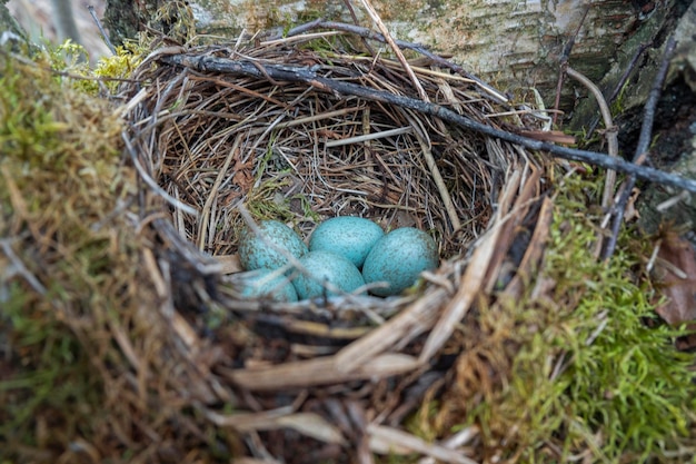 Foto nido con huevos azules de un pájaro zorzal