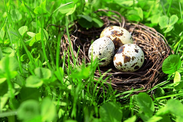 Nido con huevos de pájaro sobre arbusto verde