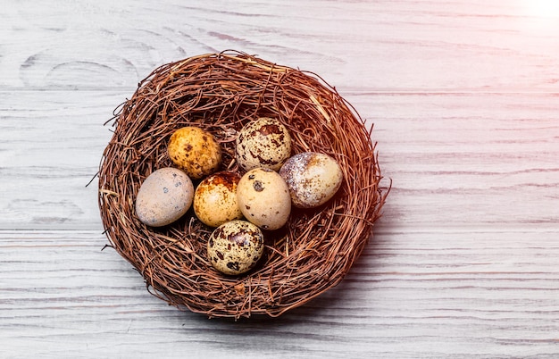 Nido marrón con huevos de codorniz moteados de fragilidad en el fondo claro Huevos crudos frescos con manchas en el nido Espacio para texto