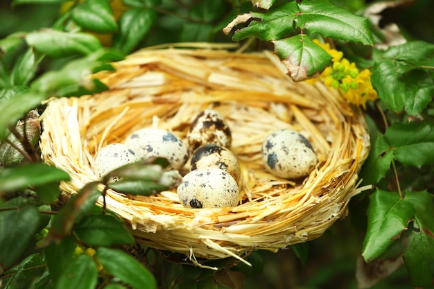 Nido de mimbre con huevos sobre fondo de árbol verde