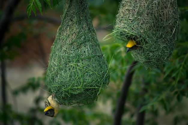 Un nido con un pájaro amarillo encima.