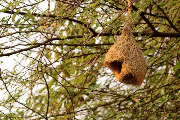 Un nido de pájaro en un árbol