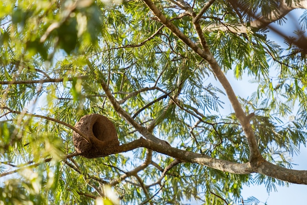 Nido de pájaro de arcilla en la rama de un árbol.