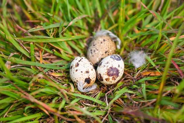 Nido de pájaro en campo de hierba con tres huevos dentro de huevos de pájaro en nido de pájaro y pluma en concepto de Pascua de huevos de bosque de verano