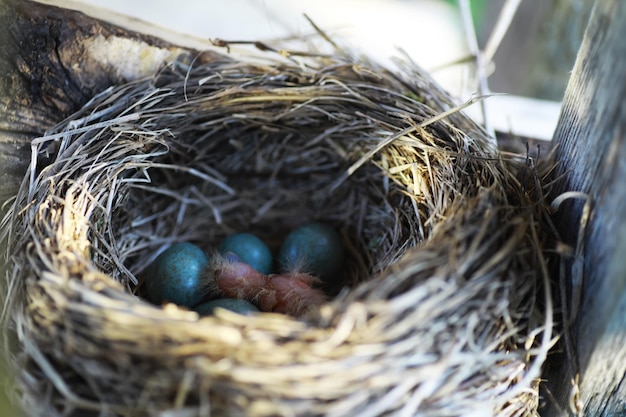 Nido de pájaro con crías a principios de verano Huevos y polluelos de un pájaro pequeño Estornino Alimenta a los polluelos