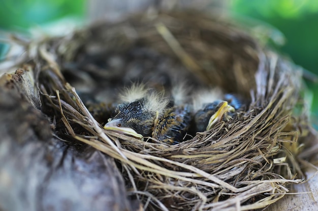 Foto nido de pájaro con crías a principios de verano huevos y polluelos de un pájaro pequeño estornino alimenta a los polluelos