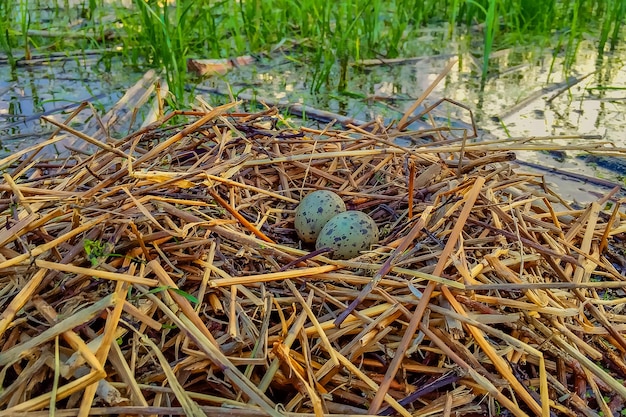 Foto nido de un pájaro en la hierba en la orilla del río