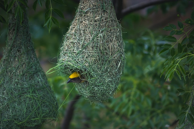 Un nido de pájaro con hierba verde