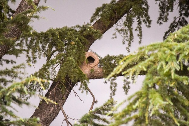 Foto nido de un pájaro de horno en las ramas de un árbol furnarius rufus