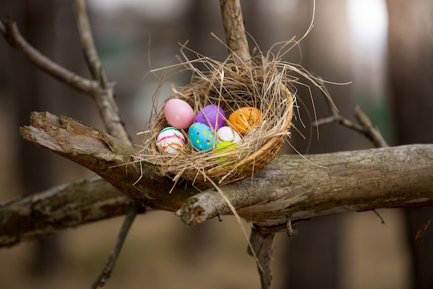 Nido de pájaro con huevos de Pascua en rama alta en el bosque