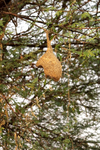 Un nido de pájaro incompleto colgado de un árbol