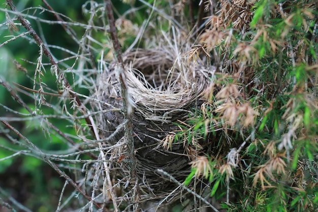 Nido de pájaro en la naturaleza