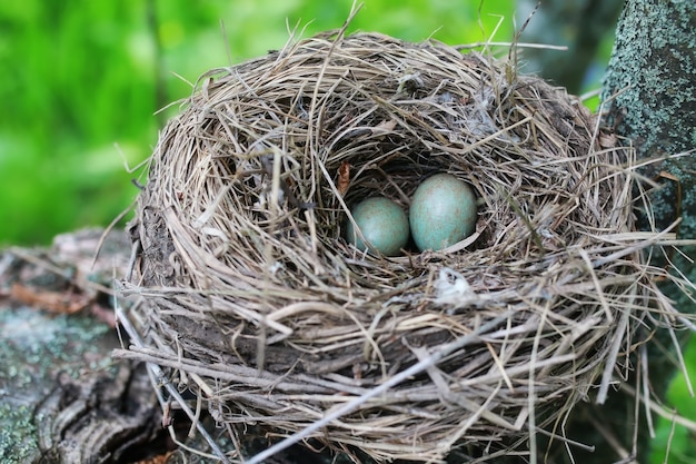 Nido de pájaro en la naturaleza