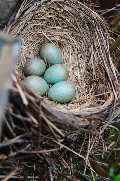 Nido de pájaro en la naturaleza