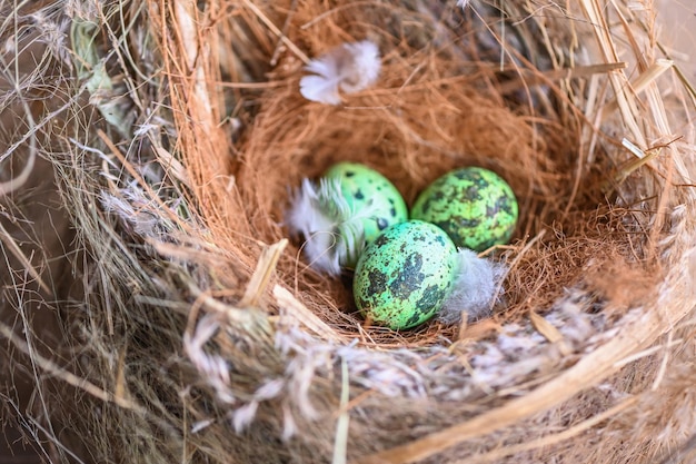 Nido de pájaro en rama de árbol con tres huevos dentro de huevos de pájaro en nido de pájaro y pluma en bosque de verano