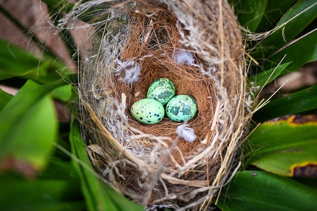 Nido de pájaro en la rama de un árbol con tres huevos dentro de los huevos de pájaro en el nido de pájaro y pluma en el concepto de pascua de huevos de bosque de verano