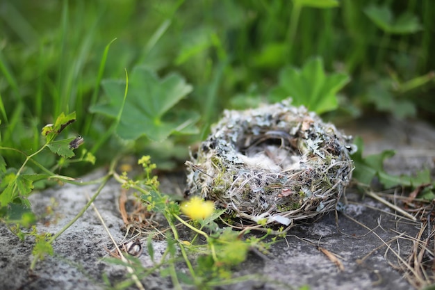 Nido de pájaro vacío con plumas suaves y esponjosas Concepto de un hogar cálido y confortable