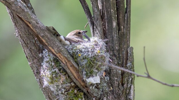 Foto un nido de pájaros con un nido en el árbol