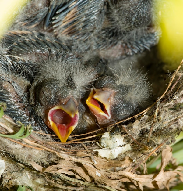 Nido y polluelos de jilguero europeo Carduelis carduelis