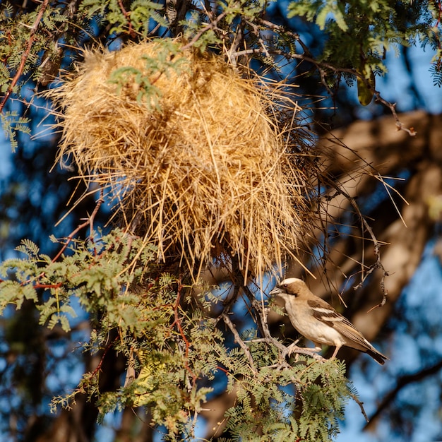 Foto nido de tejedor sociable con un pájaro tejedor sociable encaramado afuera