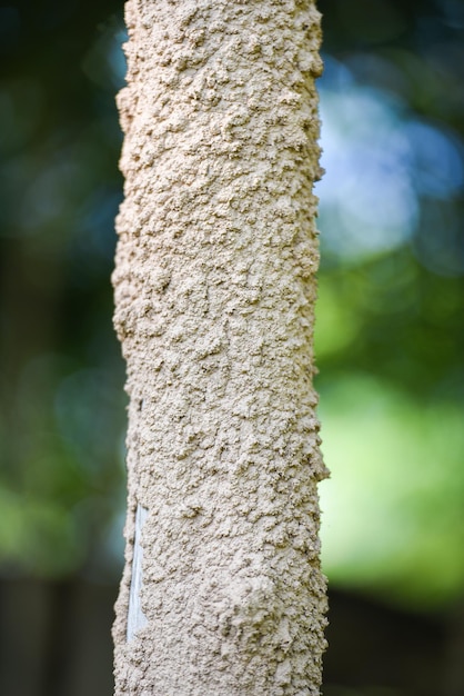 Nido de termitas, poste de madera de termitas en la naturaleza