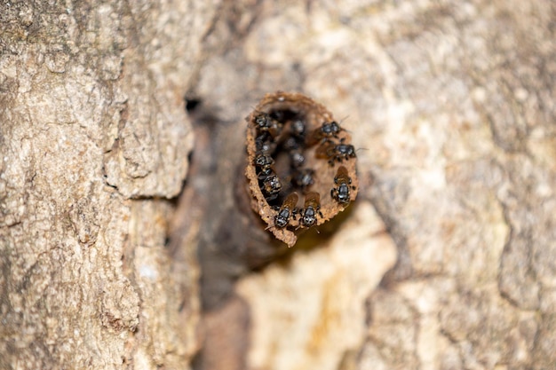 Un nido de termitas en el tronco de un árbol