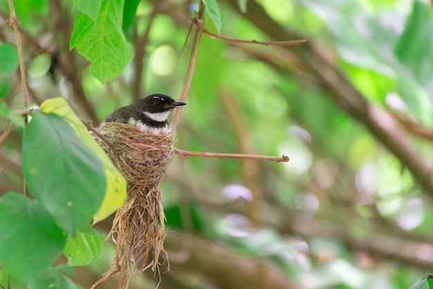 El nido de la urraca en la naturaleza.