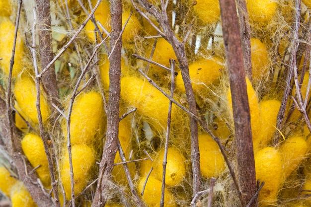 Nidos de gusanos de seda