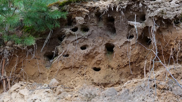 Nidos de pájaros al borde de un acantilado de arcilla