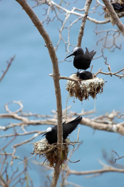 Nidos de pájaros viudos en las islas de Fernando de Noronha, Brasil